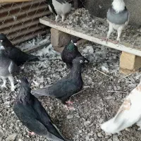 کبوتر|پرنده|ساوه, |دیوار
