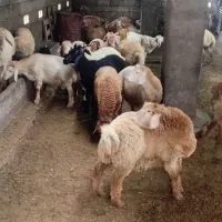 بره