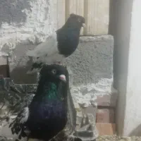 کبوتر ضمانتی