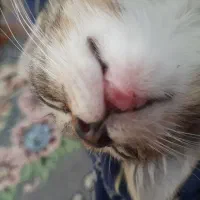 دوتا بچه گربه