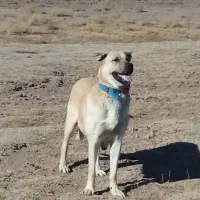 سراب|سگ|سراب, |دیوار