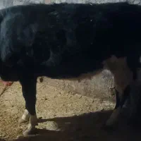 یک عدد گاو وگوسال