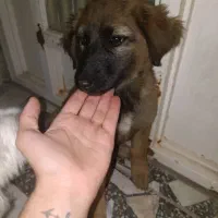 سگ پیدا شده محدوده بلوار ایمان