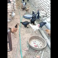 کاسرک و خروس نوق|حیوانات مزرعه|رفسنجان, |دیوار