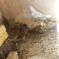 کفتر پرشی|پرنده|مهدی شهر, |دیوار