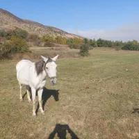 ۲راس اسب|اسب و تجهیزات اسب‌سواری|کجور, |دیوار