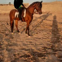 اسب عرب