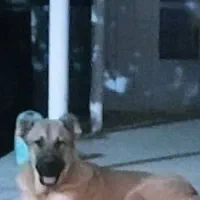 سرابی نسل بز دهکرد