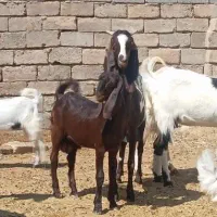 بز کهره سه قلوزا