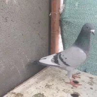 کبوتر|پرنده|رشتخوار, |دیوار