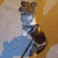 توله سگ دوماه پاپیلون زرنگ بازیگوش