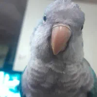 پرنده
