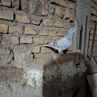 ماده شامی دم سفید مهر