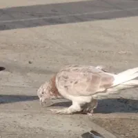 کبوتر پیدا شده