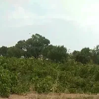فروش-باغ