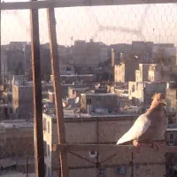 کبوتر سینه زرد