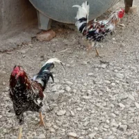 فروش تعدادی مرغ و خروس کردی بوقلمون کردی|حیوانات مزرعه|گیلان غرب, |دیوار