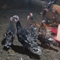 بوقلمون نرو ماده|حیوانات مزرعه|کبودرآهنگ, |دیوار