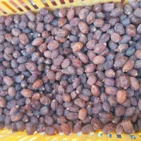 فروش خرمای خاصوی شیرازی درجک یک ریز و خوشمزه