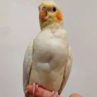 پرنده طوطی عروس هلندی نر فوق رام و شیطون دونخور