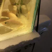 ماهی پولی البینو و فلاور هورن دوبندی فوری فوری|ماهی|اسلام‌شهر, مسکن مهر اسلاشهر (شهرک امام خمینی)|دیوار