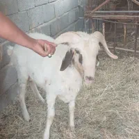 بره چاق چاق برامحرم