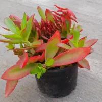 ۶ عدد گل طبیعی