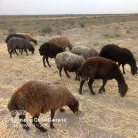 میش داشتی