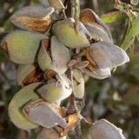 ارائه نهال بادام سوپر نوا به قیمت ۵۰ هزار تومان