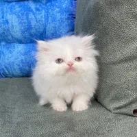 حیوانات آموزش دیده|گربه|زنجان, |دیوار