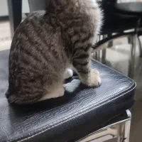 واگذاری گربه|گربه|بیرجند, |دیوار