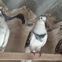 کفتر نر پشت سبز چشم سفید|پرنده|فردیس, داوری|دیوار