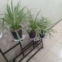 گل فروشی میلاد