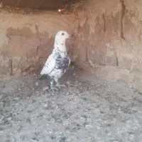 نر سوسکی سیاه