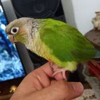 طوطی گیرینچیک ماده