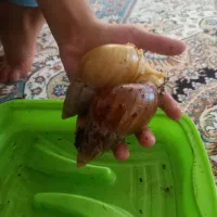 حلزون اچاتینا  البینو مولد|خزنده|شیراز, بریجستون|دیوار