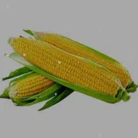 کجا ذرت کبابی دارن