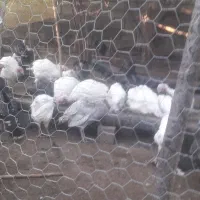 بوقلمون بیوتی کاملا ارگانیک و طبیعی|حیوانات مزرعه|جویبار, |دیوار