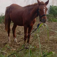 اسب نرجوان|اسب و تجهیزات اسبسواری|سنگر, |دیوار