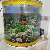 آکواریوم|ماهی|سنندج, |دیوار