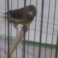 قناری ماده سبز|پرنده|کرمان, |دیوار