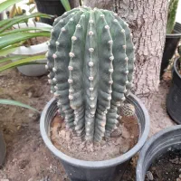 کاکتوس بزرگ چند ساله