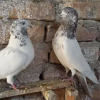 کفتر تهرانی نر و ماده کله ای پرشی