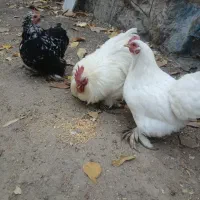 مرغ و خروس سالم و سرحال