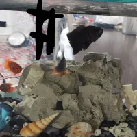 اکواریوم کاملا سالم  شیشه خم