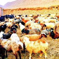 گوسفند نرینه ششماه میش قوچ شیشک کاور بزغاله و.خونی