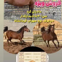 مادیان کرد شناسنامه دار