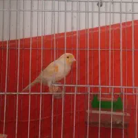 قناری موزاییکی