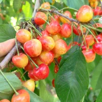 نهالستان بهاری کهریز|خدمات باغبانی و درختکاری|انزل, |دیوار