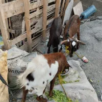 دوعدتت نری بزرگ۱۸۵۰۰ویکی نسبت کوچک۷۵۰۰|حیوانات مزرعه|میناب, |دیوار